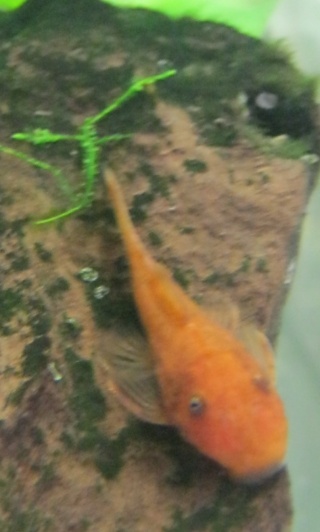 Ancistrus spe red Img_0812
