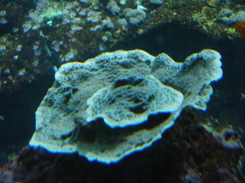 Le CRA à l'aquarium de Biarritz Dscf6723