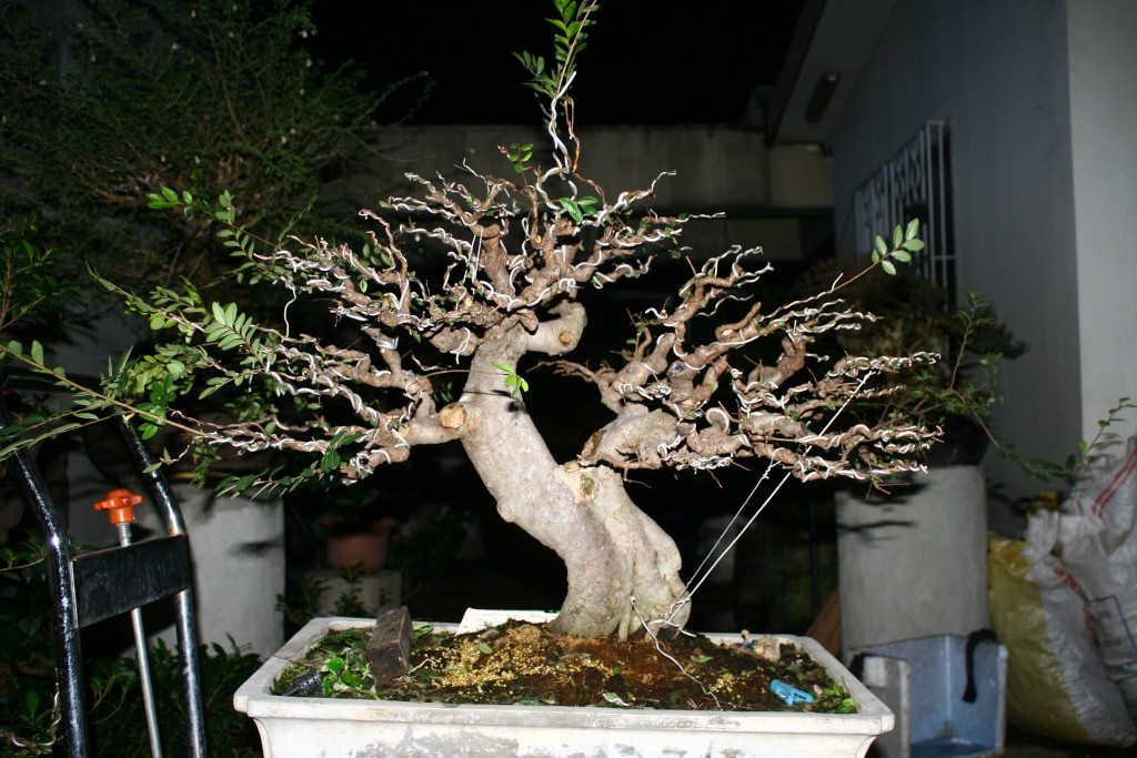 MY CHINESE ELM UPDATE Img_0112