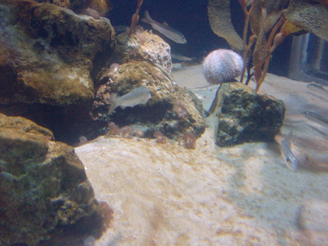 Aquarium de Londres : sealife  Hpim1711