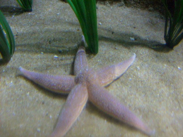 Aquarium de Londres : sealife  Hpim1713