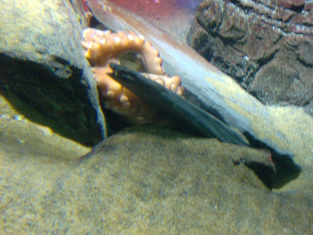 Aquarium de Londres : sealife  Hpim1715