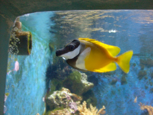 Aquarium de Londres : sealife  Hpim1812