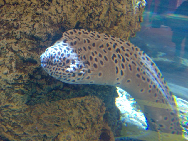 Aquarium de Londres : sealife  Hpim1822