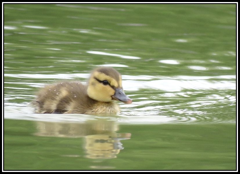 Canetons Colvert 01-06-12