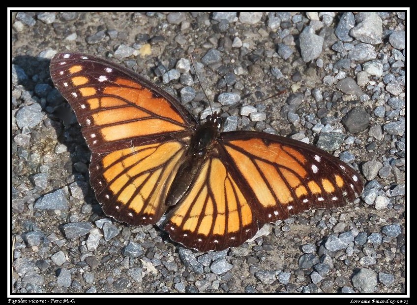 Papillon vice-roi 05-08-11