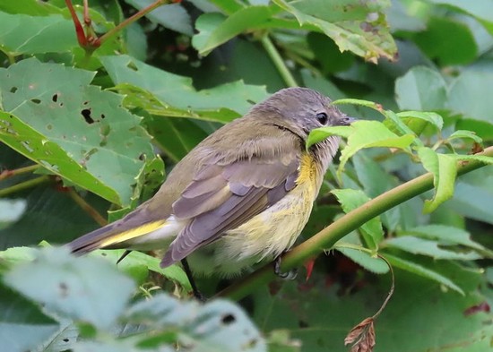 Parulines à identifier 06-09-19