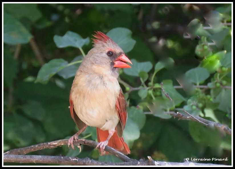 Cardinal rouge 07-07-12
