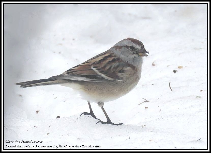 Bruant hudsonien 11-02-10