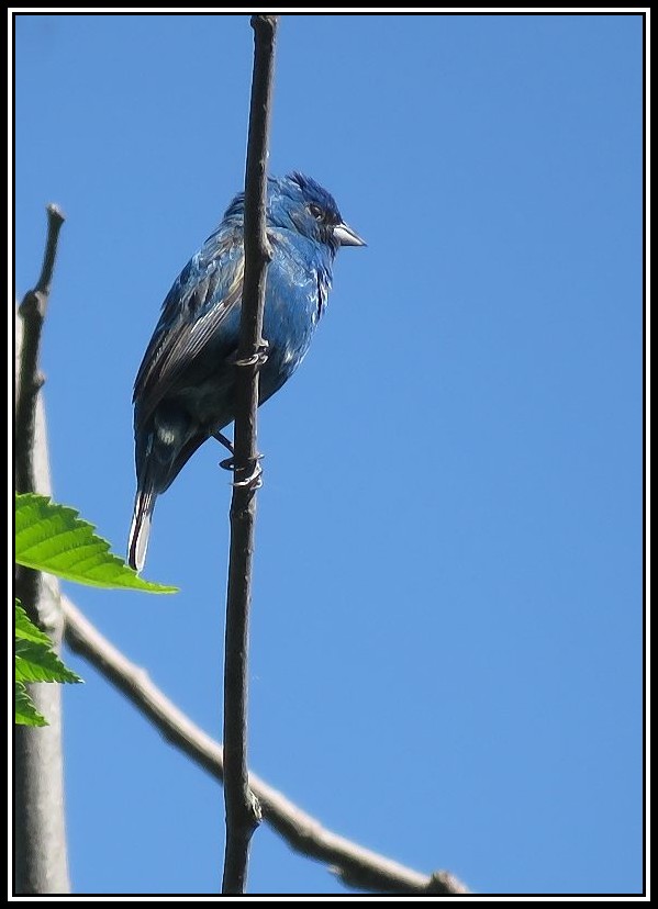 Passerin indigo 12-06-10