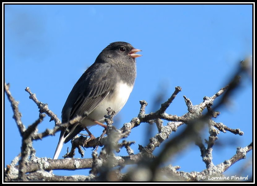 Junco ardoisé 17-10-14