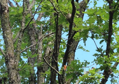 Gobemoucheron gris-bleu et son nid 25-06-15