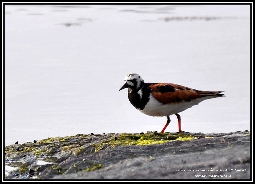 Encore des Oiseaux de rivage 29-05-18