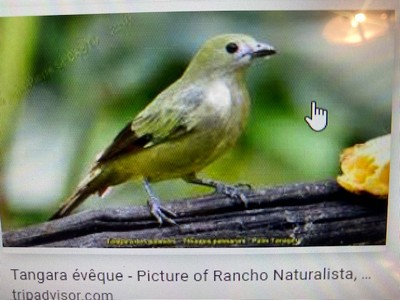 Un oiseau du Costa Rica Tangar11