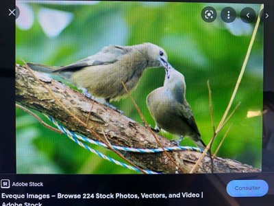 Un oiseau du Costa Rica Tangar12