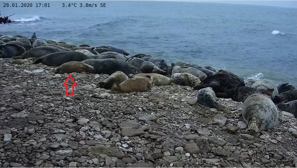 Grey Seal webcam - Page 15 Seal_210