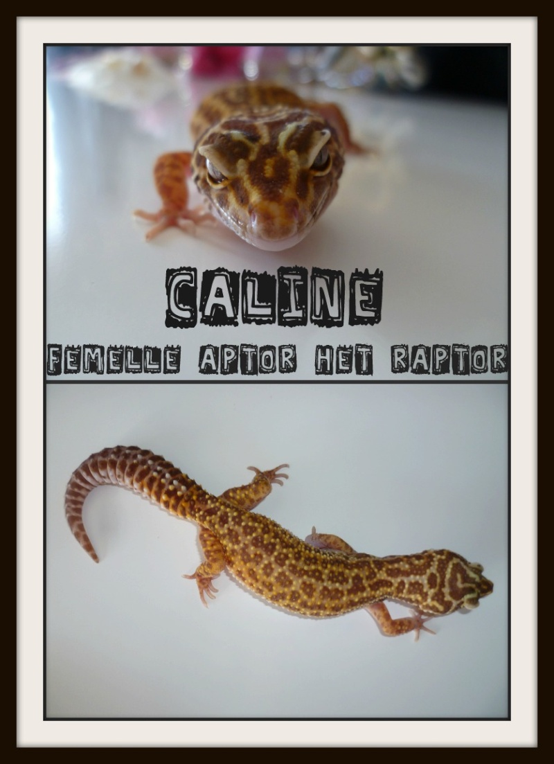 présentation de mon cheptel de gecko leopard Caline11