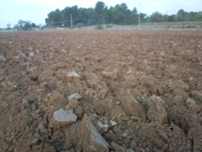 Labour pour vignes Pict0033