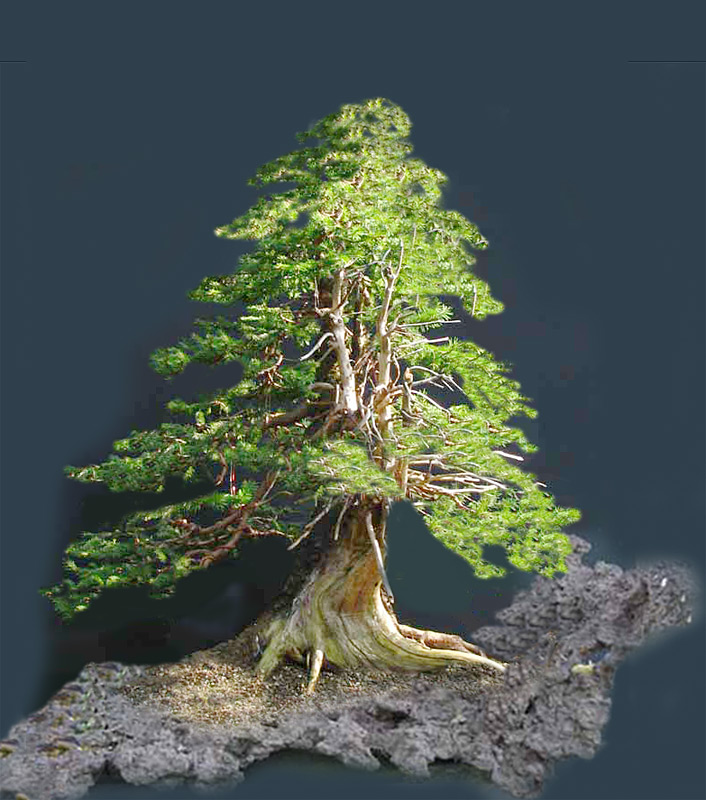Spruce ( Picea abies ) Picea10