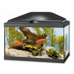 Nouveau 20L cyclage et aide avant insertion du betta Rena-a10