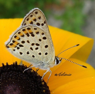 Les papillons lycaenides ; argus, azurés, thècles... 06-07-14