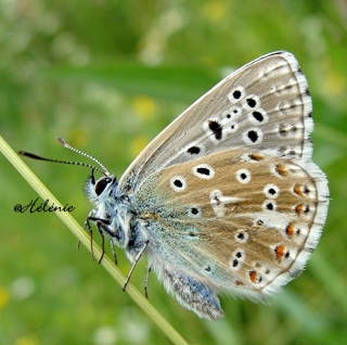 Les papillons lycaenides ; argus, azurés, thècles... 15-05-15
