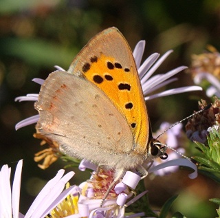 Les papillons lycaenides ; argus, azurés, thècles... Dsc02715
