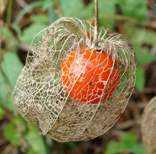 L'utilisation des graines ou des fruits décoratifs au jardin Dsc04010