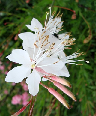 Gaura rose ou blanche... Dsc09411