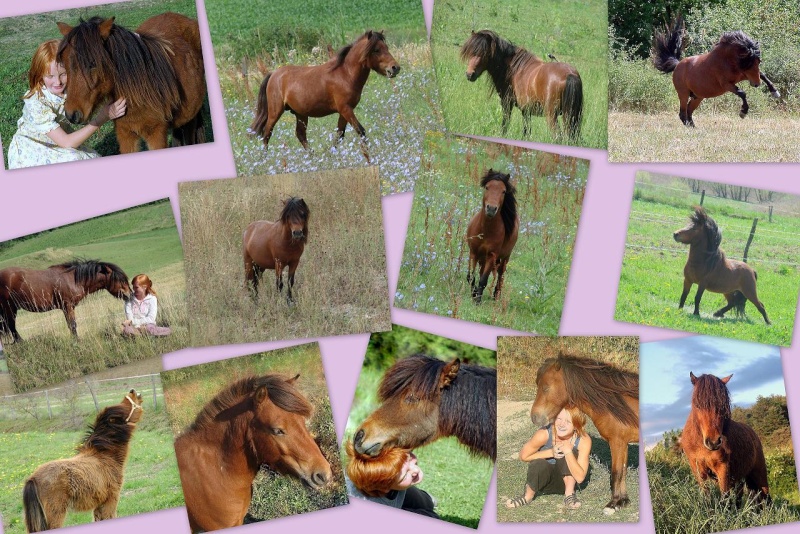 Elevage amateur de poneys Shetlands et Classic Pony, vente Baikal11