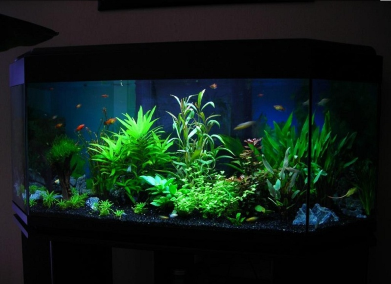 MES AQUARIUMS 240 L Communautaire et 30 L Aquascape + photos - Page 2 33333310