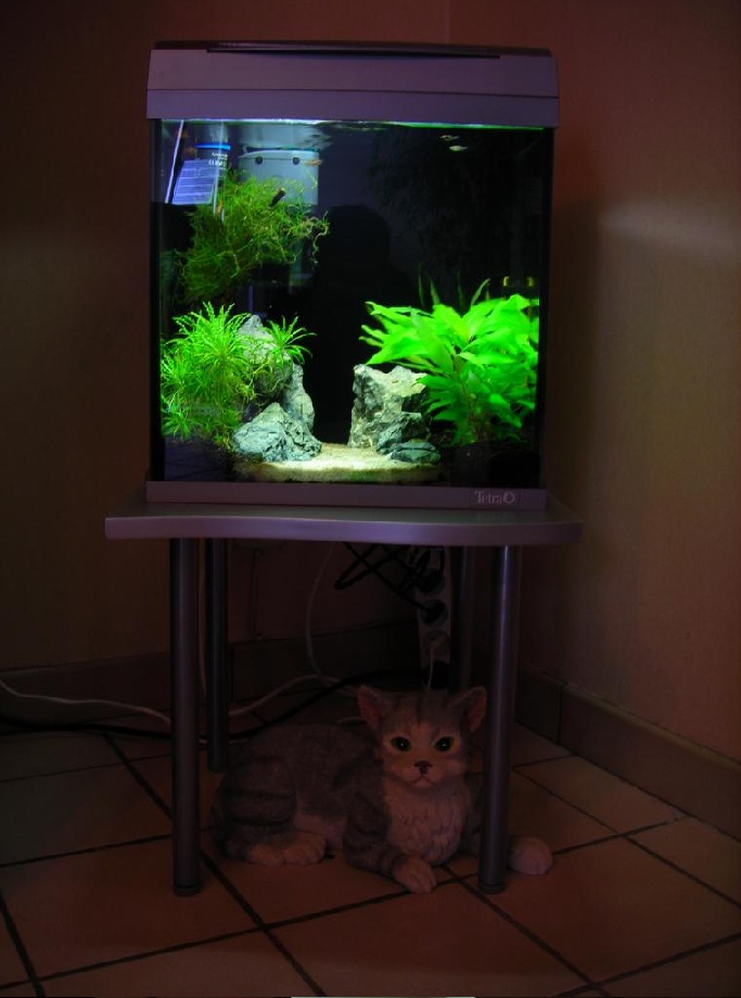 MES AQUARIUMS 240 L Communautaire et 30 L Aquascape + photos - Page 2 66666610