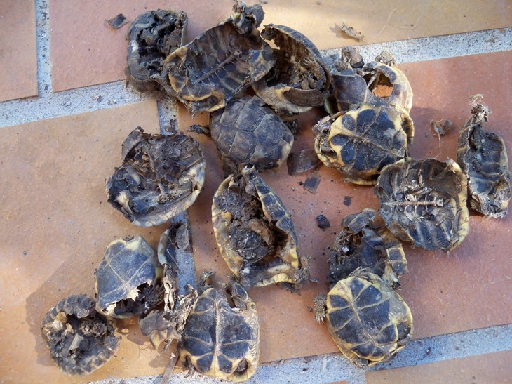 Les douanes saisissent 52 tortues d'Hermann à Ajaccio 100_0010