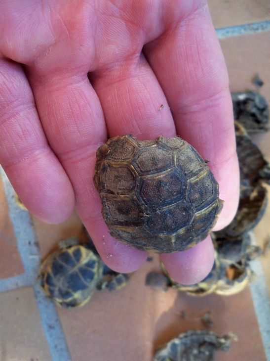 Les douanes saisissent 52 tortues d'Hermann à Ajaccio 100_0011