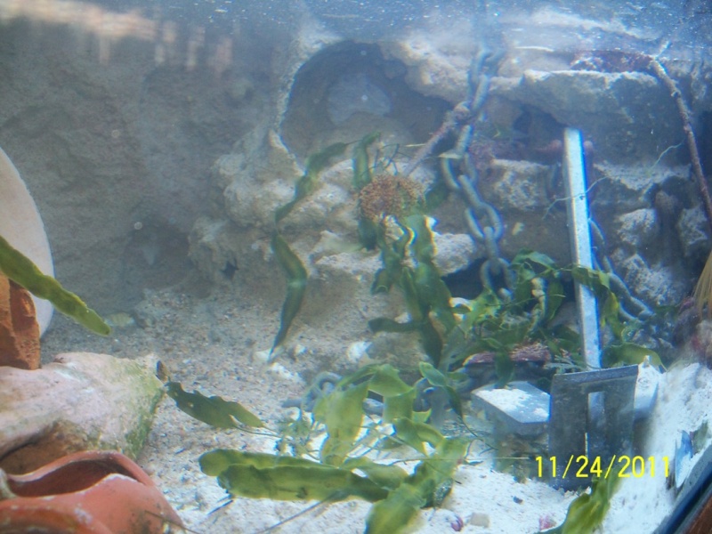 Aquarium  1400 l  FO  eaux de Mer(Mise en eaux et parasites) Photo173