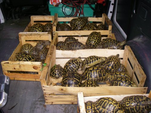 Les douanes saisissent 52 tortues d'Hermann à Ajaccio Saisie10