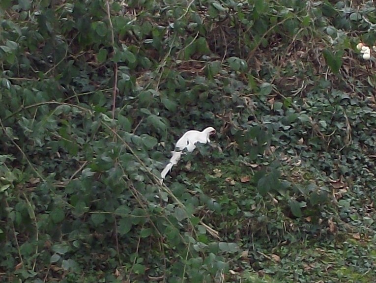  Leucistic Cock Pheasant 00120