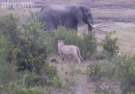 Post your Africam Pics - Page 15 Wa715