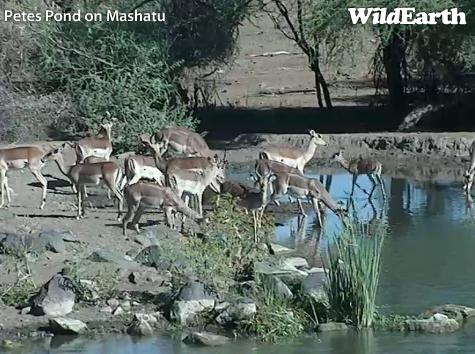 Wildcam Africa - Pete's Pond - Page 10 Wa910