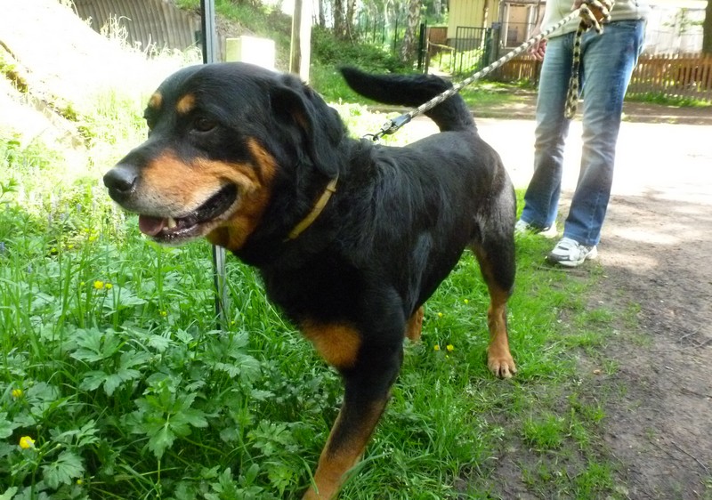 Tyson rottweiler adorable et très calin né en sept 2005 - refuge SPA de Forbach P1010130