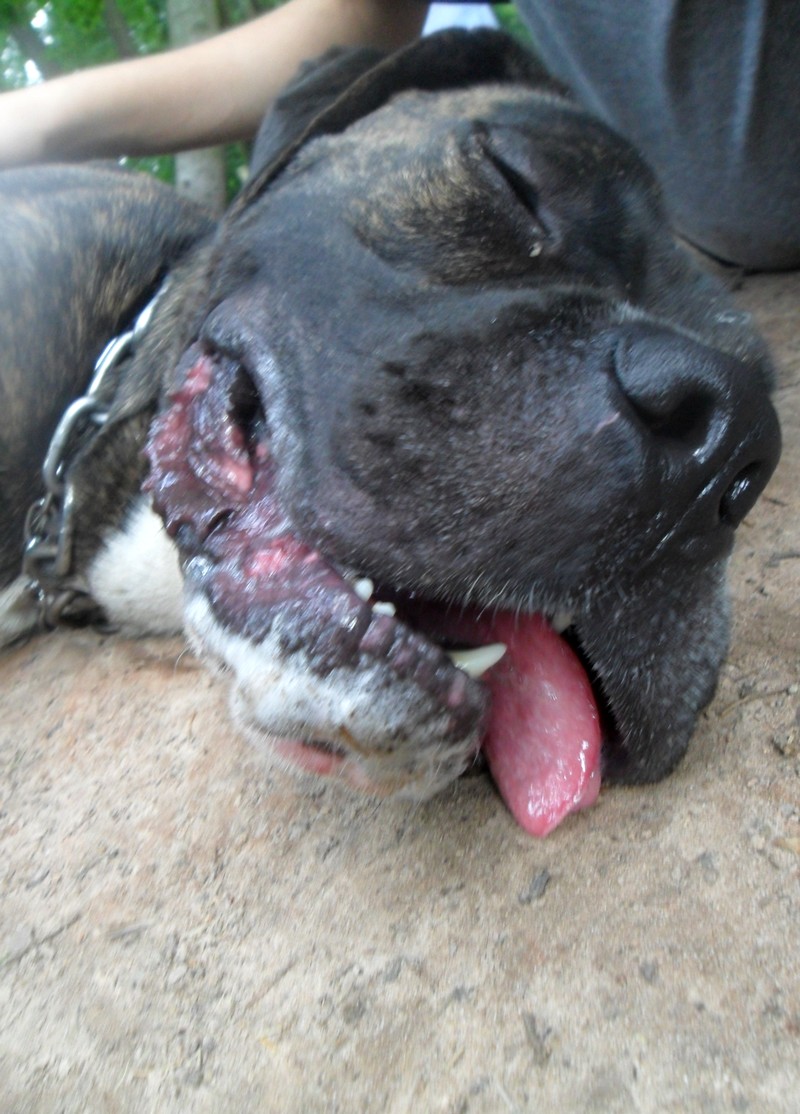 Fonzy croisé cane corso et boulam né en 2010 Sam_2312