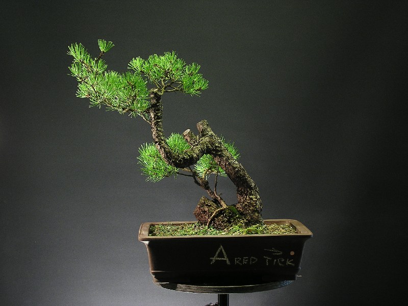 Pinus mugo - "GERMDEBI" 1_a_st10