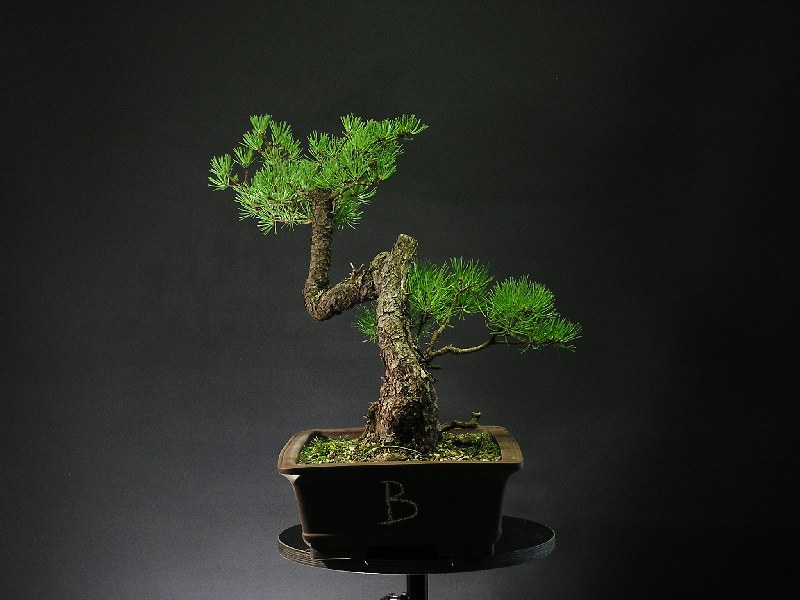 Pinus mugo - "GERMDEBI" 2_b_st10