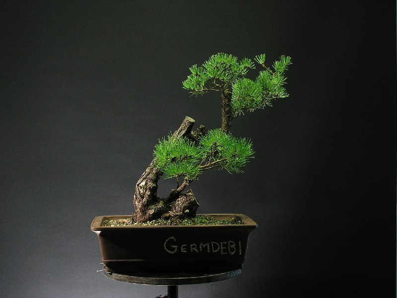 Pinus mugo - "GERMDEBI" 3_g_st10