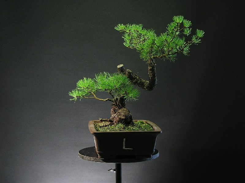 Pinus mugo - "GERMDEBI" 4_l_st10