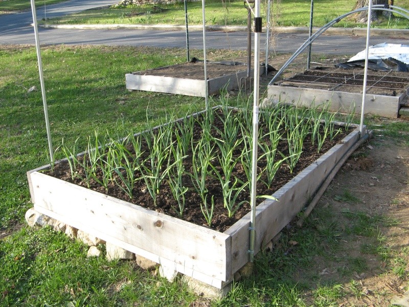 crop rotation - Mary Mary quite contrary, how does your garlic grow? 00811