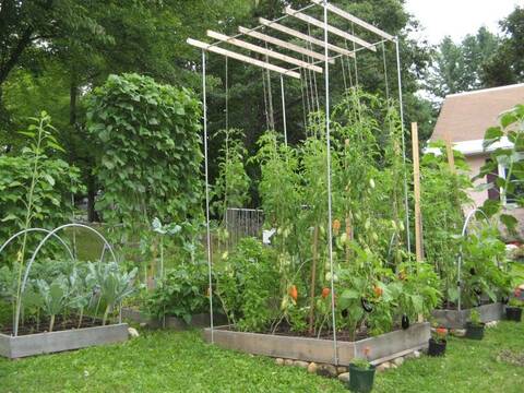 How would you string this pea trellis?