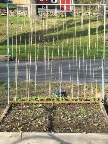 How would you string this pea trellis?