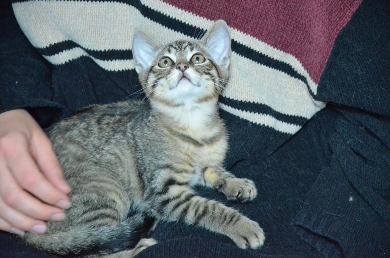 Gédéon, chaton tigré, né mi avril 2011 Dsc_0512