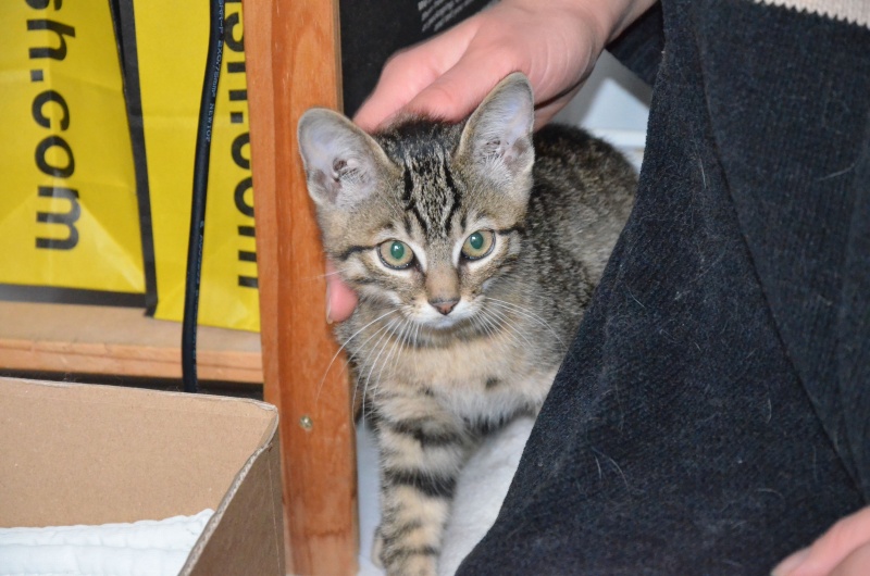 Gédéon, chaton tigré, né mi avril 2011 Dsc_0517